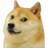 Dogos y Michis 2 ️ 14