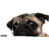 Dogos y Michis 2 ️ 15