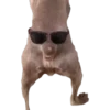 Dogos y Michis 2 ️ 16