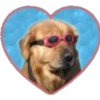 Dogos y Michis 2 ️ 20