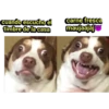 cuando escucho el
timbre de la casa
carne fresca
maujaajaj
