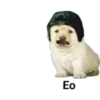 perritos 5