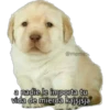 perritos 6