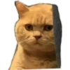 gatitos:3 miau 6