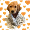 Perritos 8