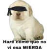 perritos 8