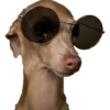 Perritos 9