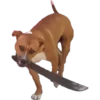 Perritos 10