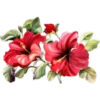 Flores 2 7