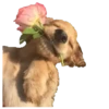 Perritos 11