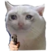 gatitos:3 miau 7
