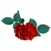 Flores 2 10