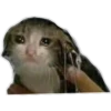 gatitos:3 miau 8