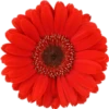 Flores 2 11