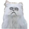 gatitos:3 miau 9