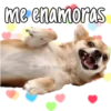 Perritos 12