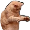 gatitos:3 miau 10