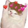 gatitos:3 miau 11