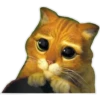 gatitos:3 miau 12