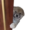 Perritos 14