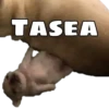 Perritos 15