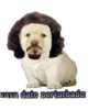 perritos 12