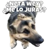 Perritos 16
