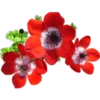 Flores 2 16