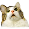 gatitos:3 miau 13