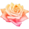 Flores 2 17