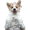 Perritos 17