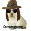 perritos 13