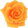Rose Day 18
