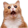 gatitos:3 miau 15