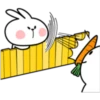 Rabbit 14