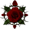 Rose Day 19
