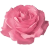 Flores 2 19