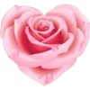 Rose Day 22
