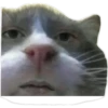 gatitos:3 miau 16