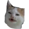 gatitos:3 miau 17