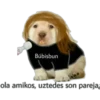 perritos 16