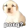 perritos 17
