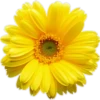 Flores 2 21