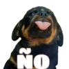 Perritos 24