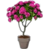 Flores 2 23