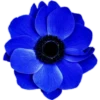 Flores 2 27
