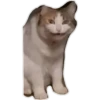 gatitos:3 miau 18