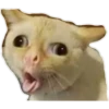 gatitos:3 miau 19