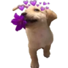 Perritos 27