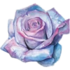 Flores 2 29